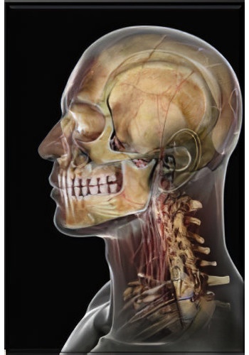 Informations patients responsables pathologies bucco dentaires